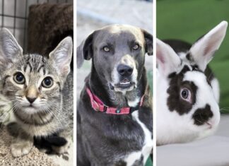 a cat, a dog, and a cat all have different colors